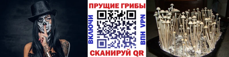 магазин продажи наркотиков  Барабинск  Псилоцибиновые грибы ЛСД 